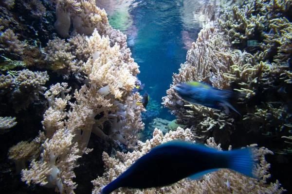 Una Vista Submarina Peces Plantas Marinas — Foto de Stock