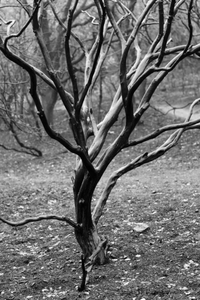 Une Échelle Gris Arbre Plantes Manzanita Dans Jardin — Photo