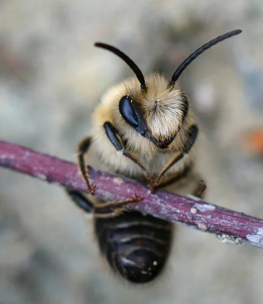 Frontale Nahaufnahme Eines Männchens Der Frühlingskollete Oder Frühjahrsbergbaubiene Colletes Cunicularius — Stockfoto