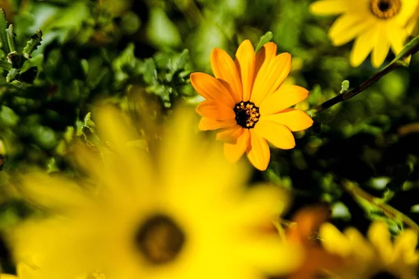 庭で黄色のディモルフォテカの花の選択的な焦点ショット — ストック写真