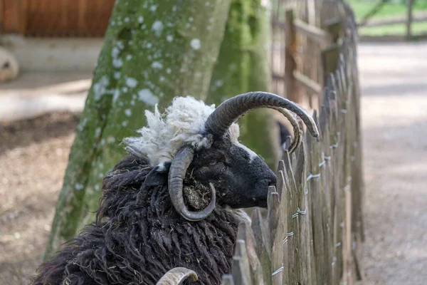 Крупный План Овцы Иакова Деревянным Забором Зоопарке Тирпарк Штадт Хааге — стоковое фото