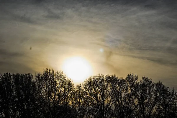 Primo Piano Alberi Con Tramonto Sullo Sfondo — Foto Stock