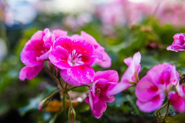 Eine Nahaufnahme Blühender Rosa Geranienblüten — Stockfoto