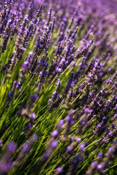 Primer Plano Vertical Lavanda Creciendo Campo — Foto de Stock