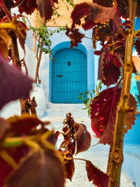 Colpo Verticale Una Vista Una Porta Blu Attraverso Piante Giardino — Foto Stock