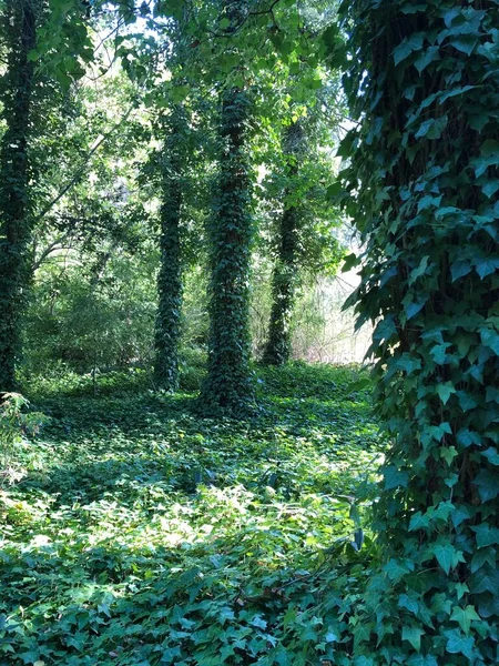 Vertikální Záběr Stromů Pokrytých Šplhajícími Zelenými Listy Lese Slunečního Světla — Stock fotografie