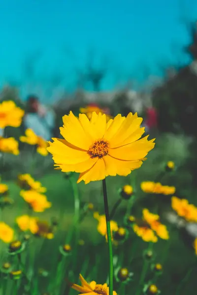 Zbliżenie Pięknego Żółtego Kwiatu Rosnącego Polu Słoneczny Dzień — Zdjęcie stockowe