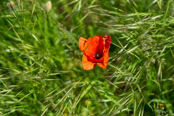 Die Selektive Nahaufnahme Der Roten Wilden Tulpe Fokus — Stockfoto