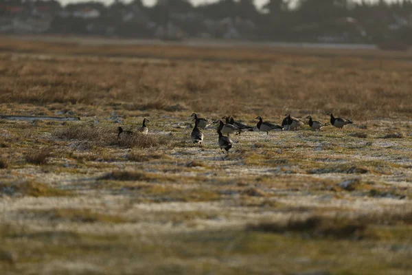 Selective Focus Shot Barnacle Geese Field — Stock Photo, Image