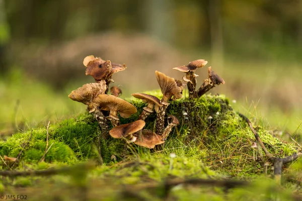 在背景模糊的树桩上拍了一张棕色蘑菇的特写照片 — 图库照片