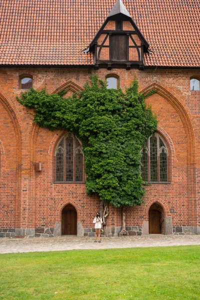 Murvegg Dekket Med Vinranker Torget Det Midtre Slottet Malbork Polen – stockfoto