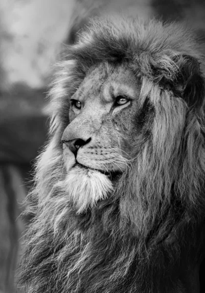 Grayscale Portrait Formidable Lion — Stock Photo, Image