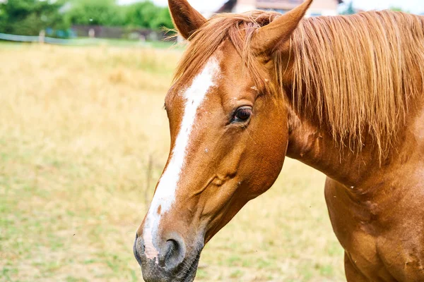 Caballo Marrón Pastando Pasto — Foto de Stock