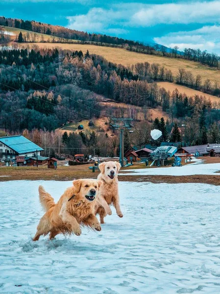 Dois Golden Retrievers Correndo Livre — Fotografia de Stock