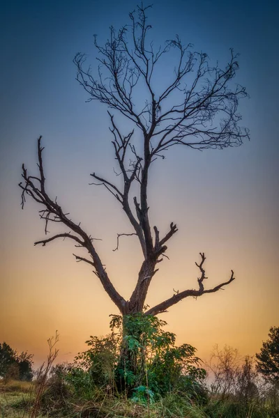 Close Uma Árvore Inverno Com Nascer Sol Fundo Céu Azul — Fotografia de Stock