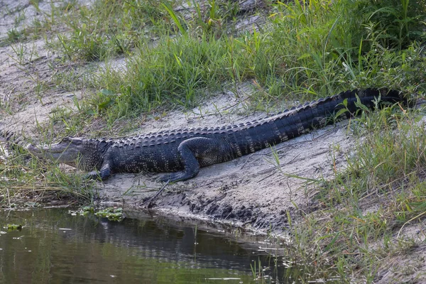 Dagsljusbild Alligator Canal Bank Florida — Stockfoto