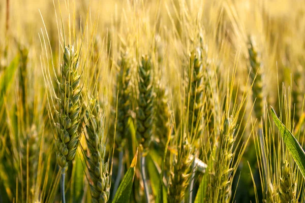 Een Close Van Tarwe Het Veld — Stockfoto