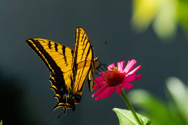 Bir Kelebeğin Çiçek Üzerindeki Yakın Çekimi — Stok fotoğraf