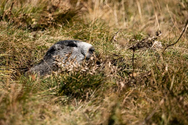 Közeli Kép Egy Marmotte Néz Egy Lyuk Földben Francia Alpokban — Stock Fotó