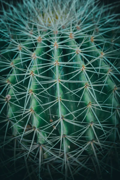 Zbliżenie Złotej Beczki Kaktusa Kolcami — Zdjęcie stockowe