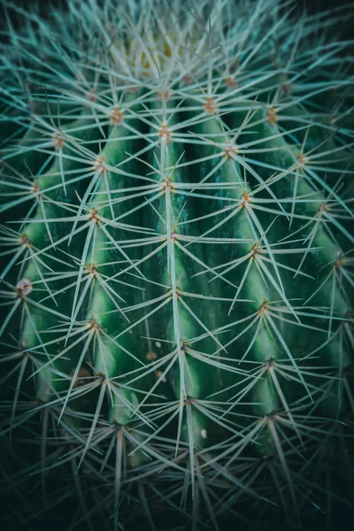 金桶仙人掌上有刺的特写 — 图库照片