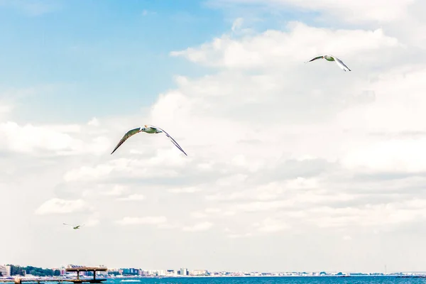 Fågel Flygning Landskap Himlen Ovanför Havet — Stockfoto