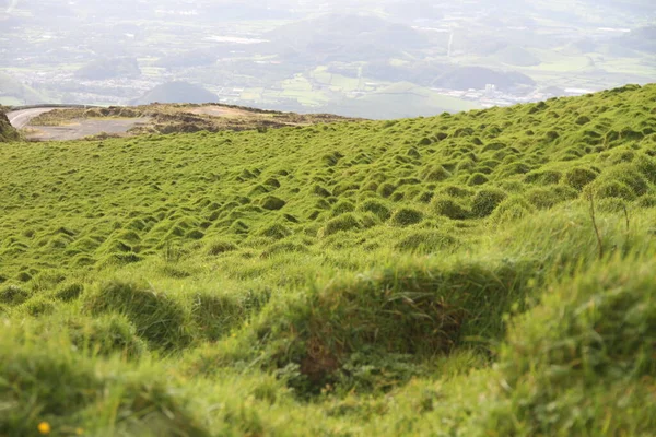 Μια Όμορφη Θέα Ενός Πράσινου Χόρτου Στο Λόφο — Φωτογραφία Αρχείου