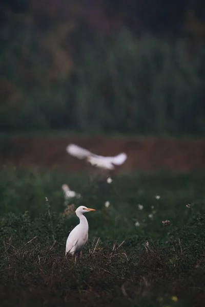 Vertikal Bild Stora Egrets Ett Fält Vilda Blommor — Stockfoto