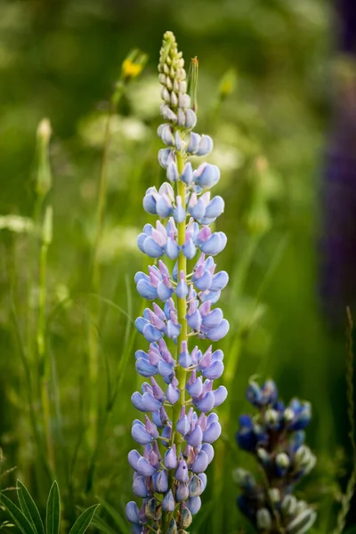 一个垂直拍摄的百合花蓝芽与模糊的背景 — 图库照片