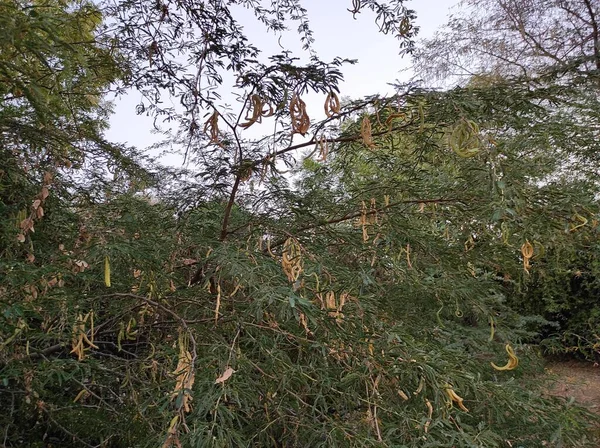 Una Hermosa Toma Frutas Jungli Kikar Dejar Fotos Del Árbol —  Fotos de Stock