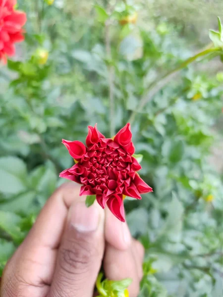 Tiro Vertical Uma Pessoa Escolhendo Uma Flor Vermelha Dahlia Crescendo — Fotografia de Stock