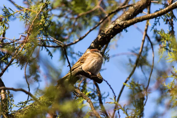 一只棕色的小麻雀坐在云杉树枝上 — 图库照片