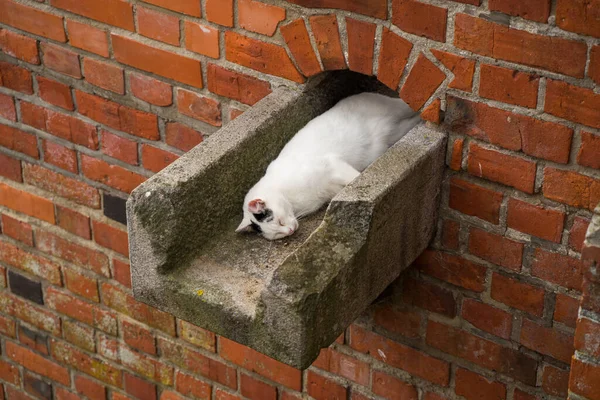 Μια Γάτα Απολαμβάνοντας Μια Τρύπα Στον Τοίχο Του Κάστρου Malbork — Φωτογραφία Αρχείου