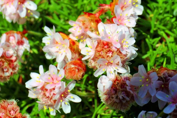 Egy Közeli Felvétel Virágzó Tengerről Virágzó Virágok Füves Földön Napfénnyel — Stock Fotó