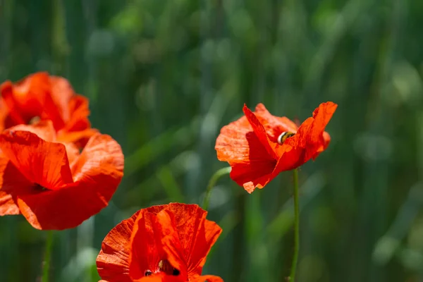 Een Selectieve Focus Shot Van Rode Papaver Bloemen Tuin — Stockfoto