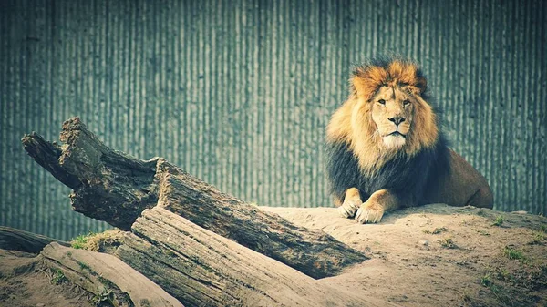 León Sentado Bosque Zoológico — Foto de Stock