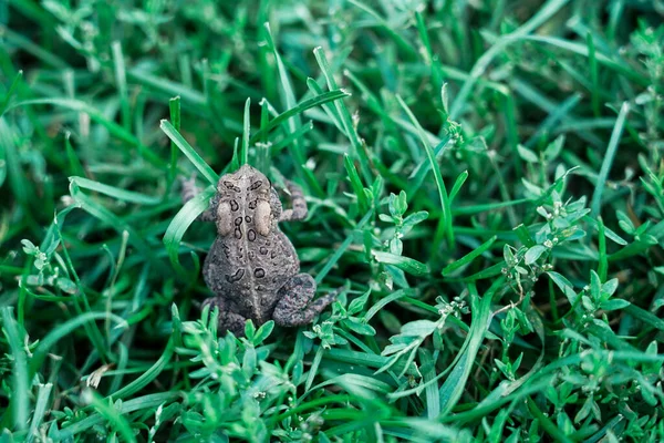Ένας Κοινός Βάτραχος Ένα Χωράφι Στον Καναδά — Φωτογραφία Αρχείου