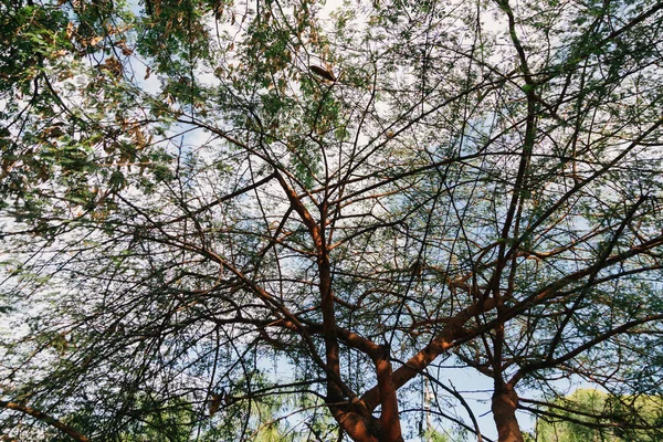 Güneşli Bir Günde Mavi Gökyüzüne Karşı Dalları Yaprakları Alçak Açılı — Stok fotoğraf