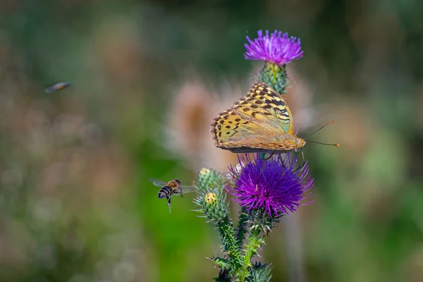 Eine Malerische Ansicht Eines Schmetterlings Der Auf Einer Lila Distelblume — Stockfoto