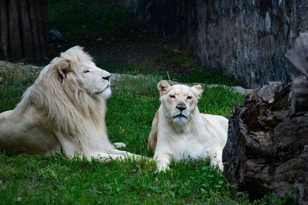 Крупный План Белого Тигра Льва — стоковое фото
