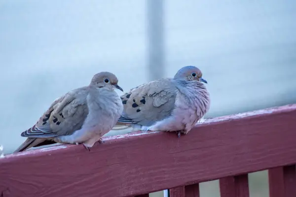 Closeup Shot Pair Rock Dove Standing Edge Bridge — Stock Photo, Image