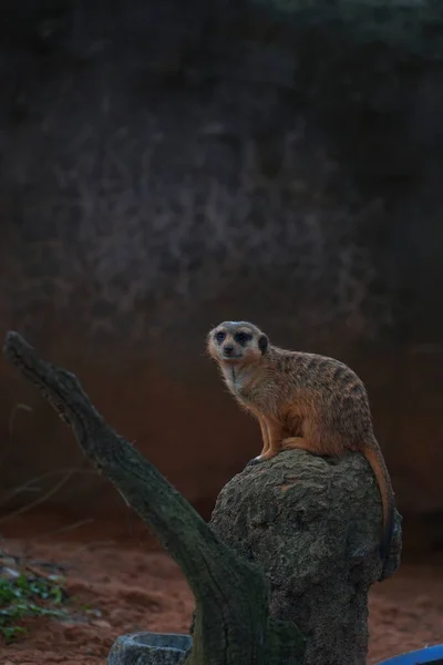 Vertical Shot Meerkat Sitting Stone Zoo — Stock Photo, Image