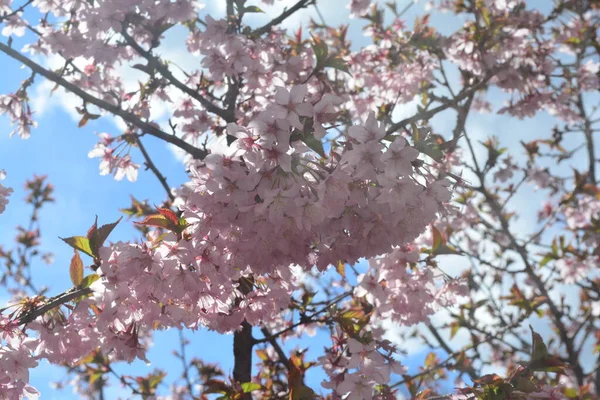 Eine Nahaufnahme Von Sakura Blumen Einem Sonnigen Tag — Stockfoto