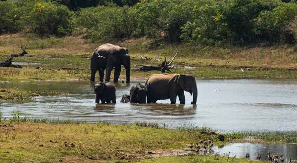 Groupe Éléphants Asie Sauvages Dans Eau Par Une Journée Ensoleillée — Photo