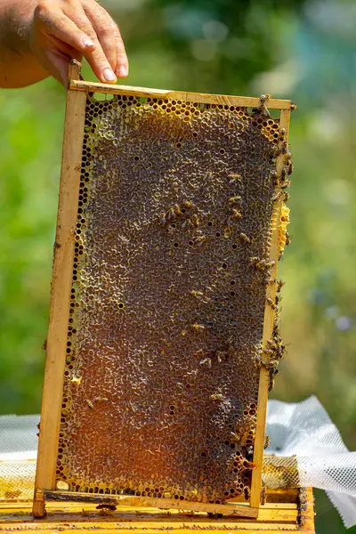 Abelhas Pequenos Favos Mel Mantidos Pelo Apiarista — Fotografia de Stock