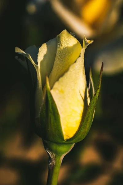 Närbild Gul Ros Knopp Med Droppar Efter Sommaren Regn Grön — Stockfoto