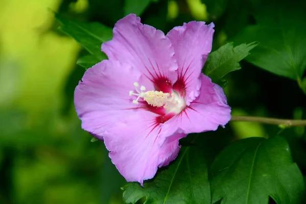 Gros Plan Une Belle Rose Violette Sharon Dans Jardin — Photo