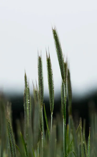 Вертикальний Постріл Пшеничної Трави Полі — стокове фото