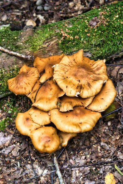 Eine Vertikale Aufnahme Von Pilzen Die Wald Wachsen — Stockfoto