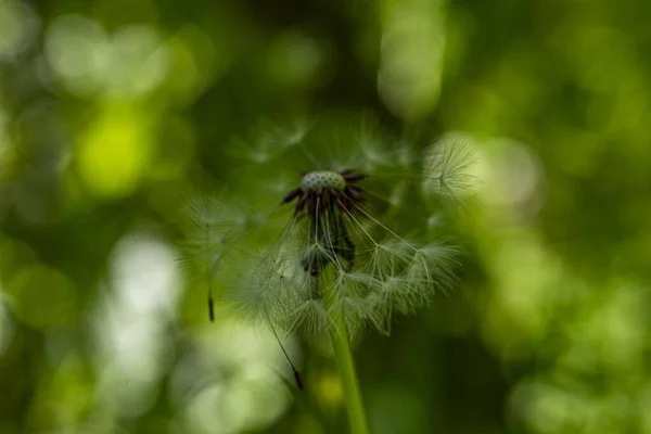 Ένα Κοντινό Πλάνο Ενός Λουλουδιού Πικραλίδας Ένα Πράσινο Θολό Φόντο — Φωτογραφία Αρχείου